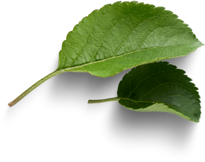 Apple leaves