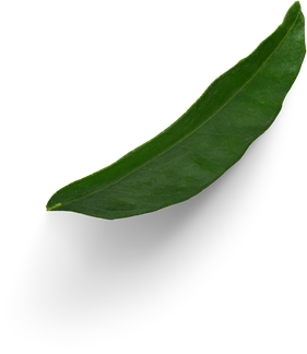 Premium isolated images & templates