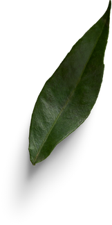 Premium isolated images & templates